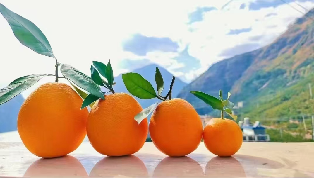 大凉山雷波脐橙现摘现发新鲜水果清甜多汁皮薄肉厚一件也是批发价