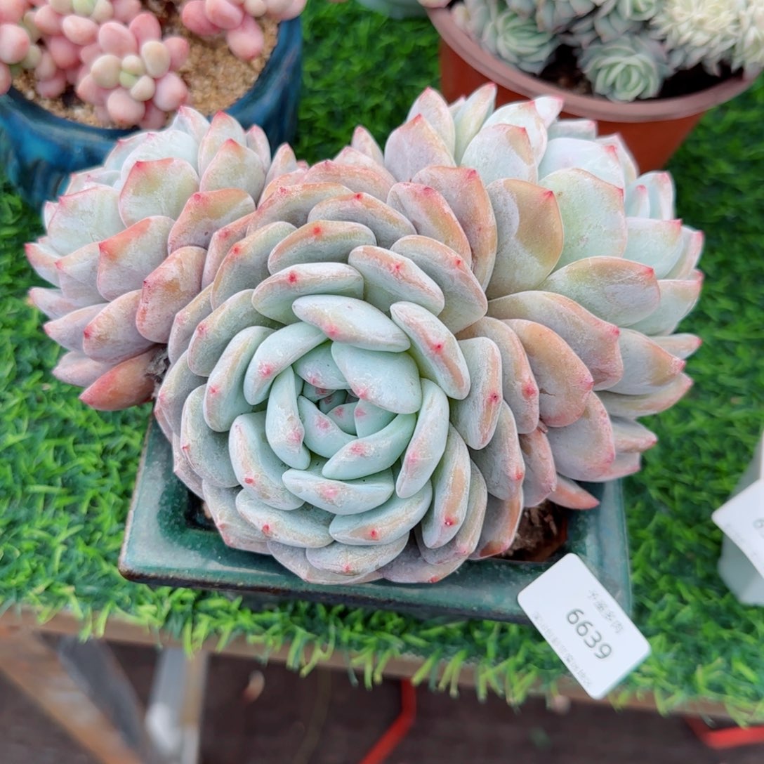 星影无砍，6639多肉植物