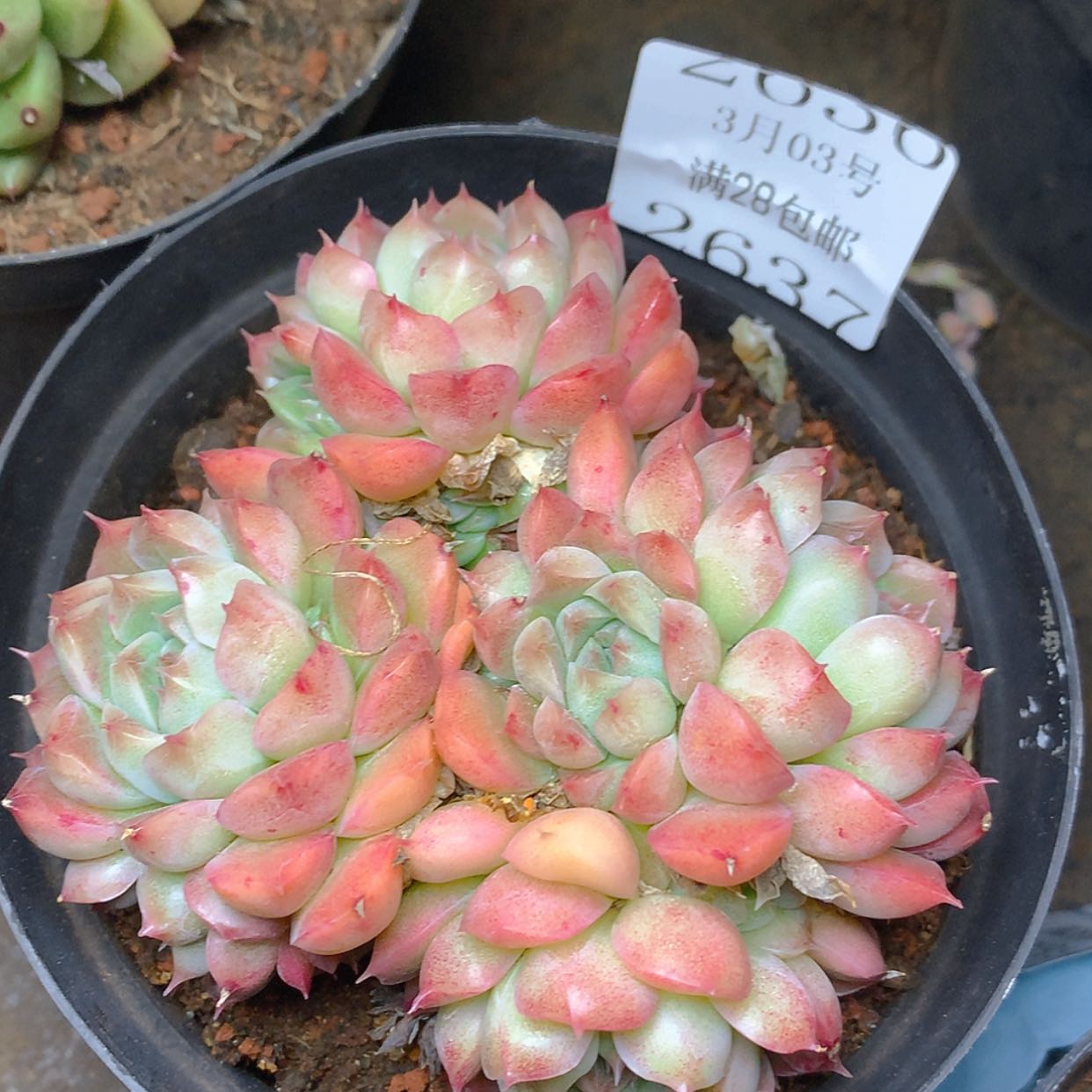 【闪购商品】云2637