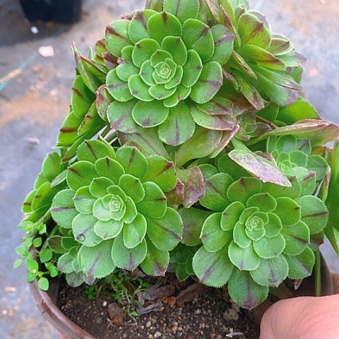 183不知名多肉植物