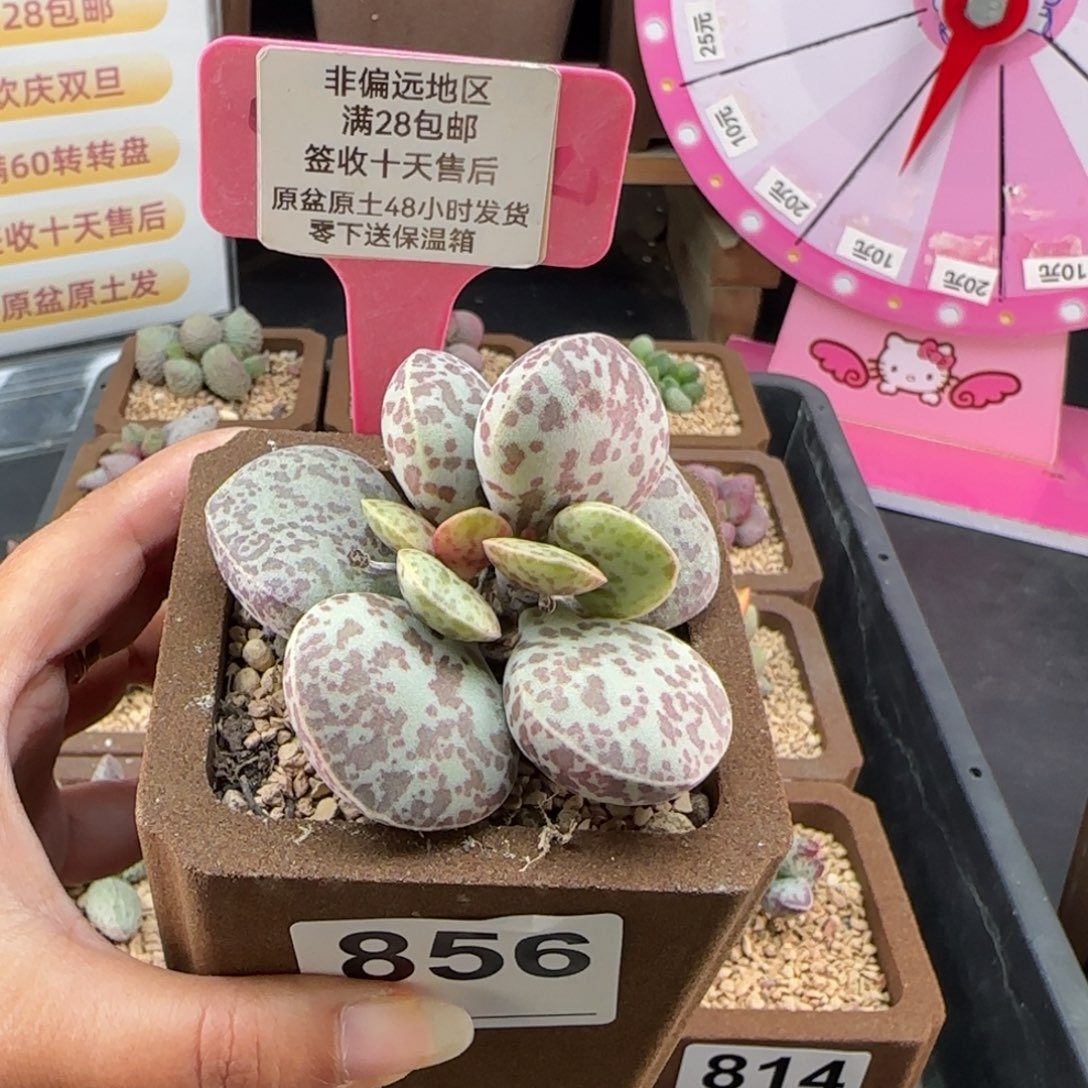 856密斑花蛋多肉植物