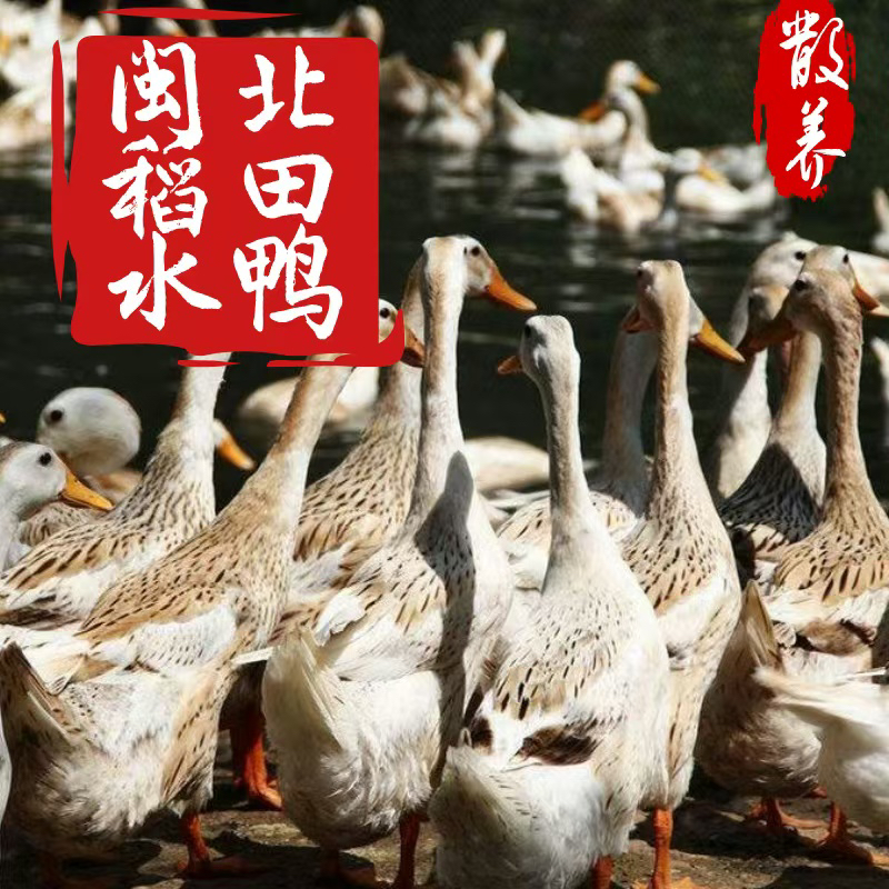 【闽北稻田水鸭】福建南平农家散养稻田稻水鸭放养老鸭土鸭顺丰包邮