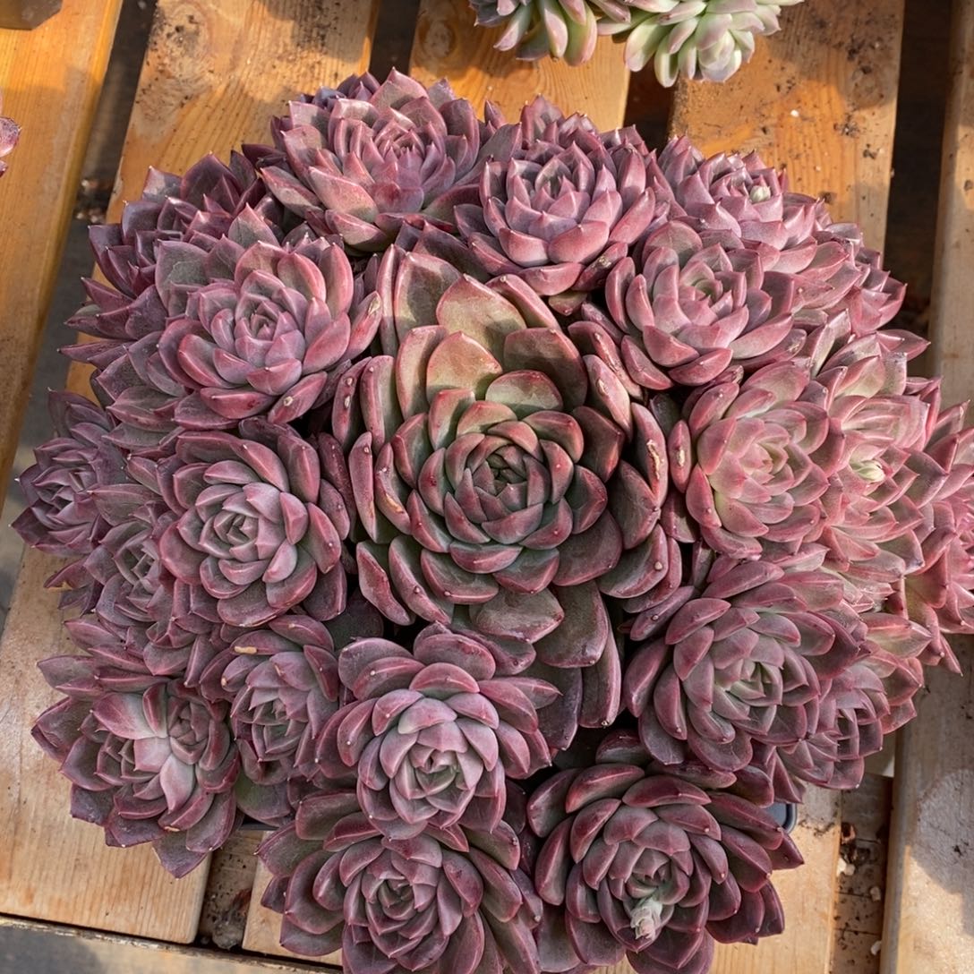 杂交珍妮模特~可卖