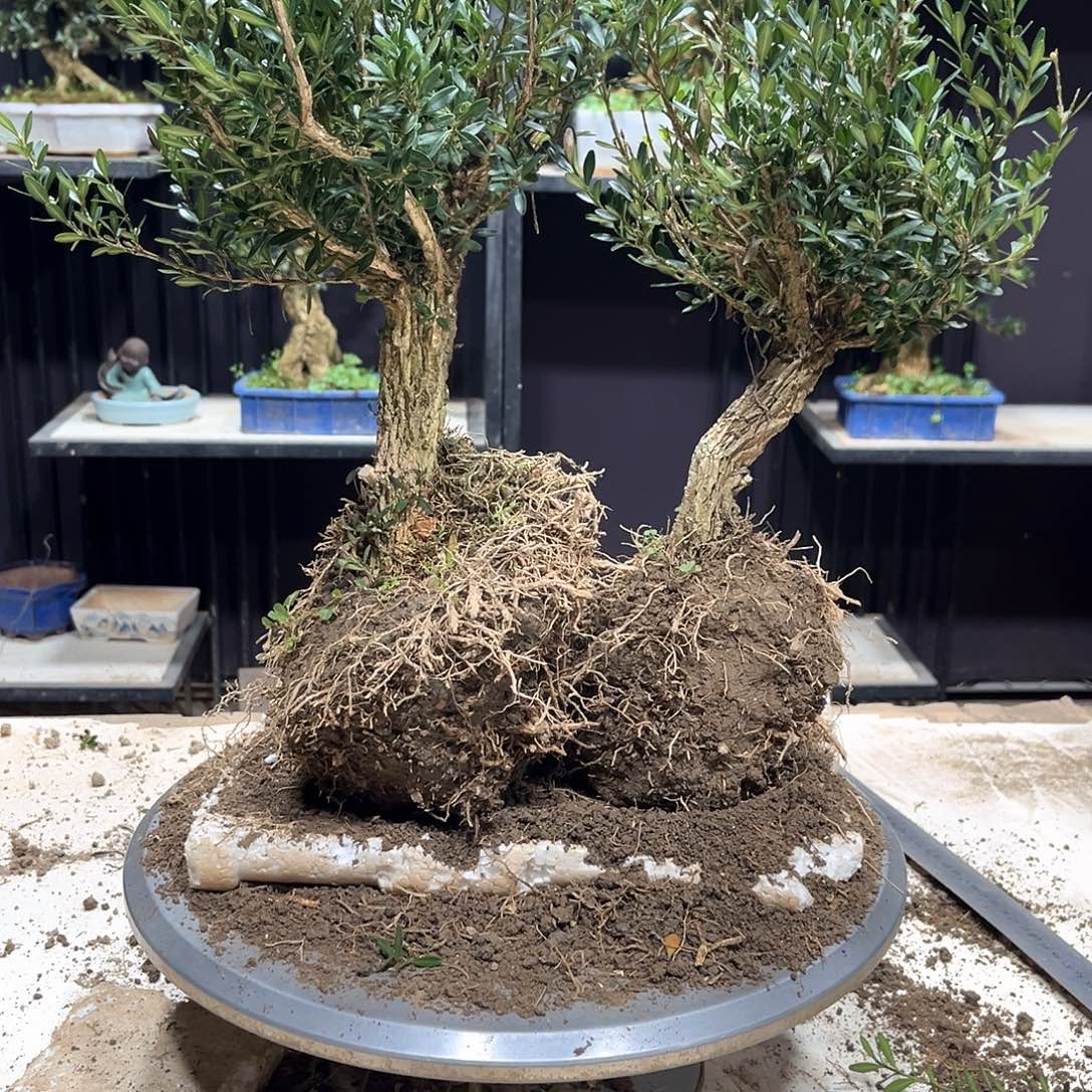 无花朵小叶雀舌皱皮黄杨