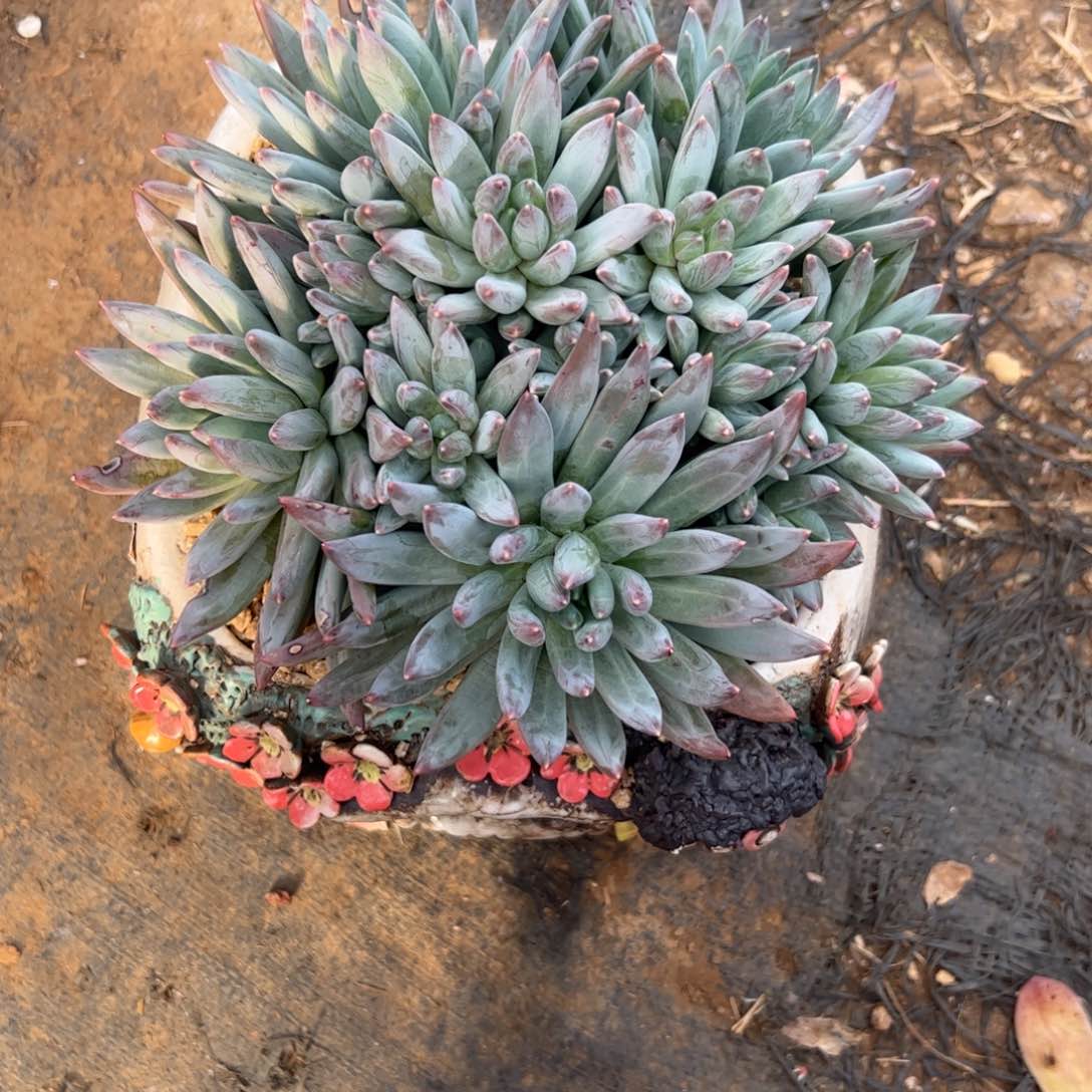 。****.多肉植物多肉植物