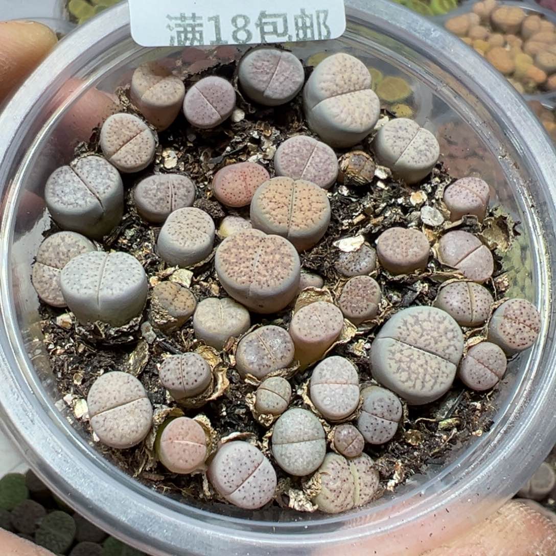 【闪购商品】 462。   