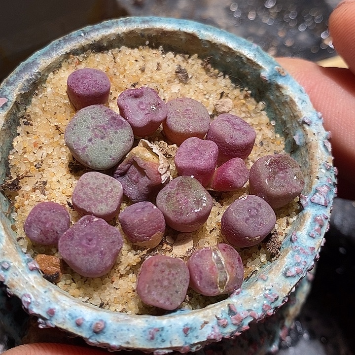 单头紫方碗一颗。    