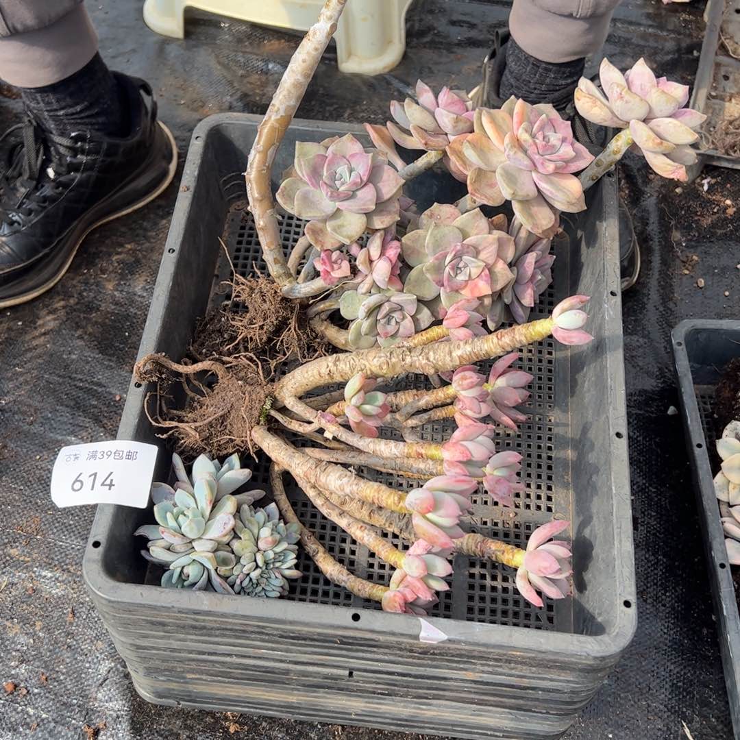 614紫乐锦老桩多肉植物