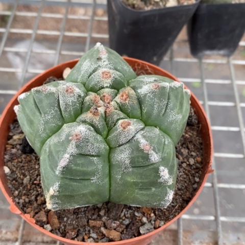 龟甲鸾凤玉8仙人球