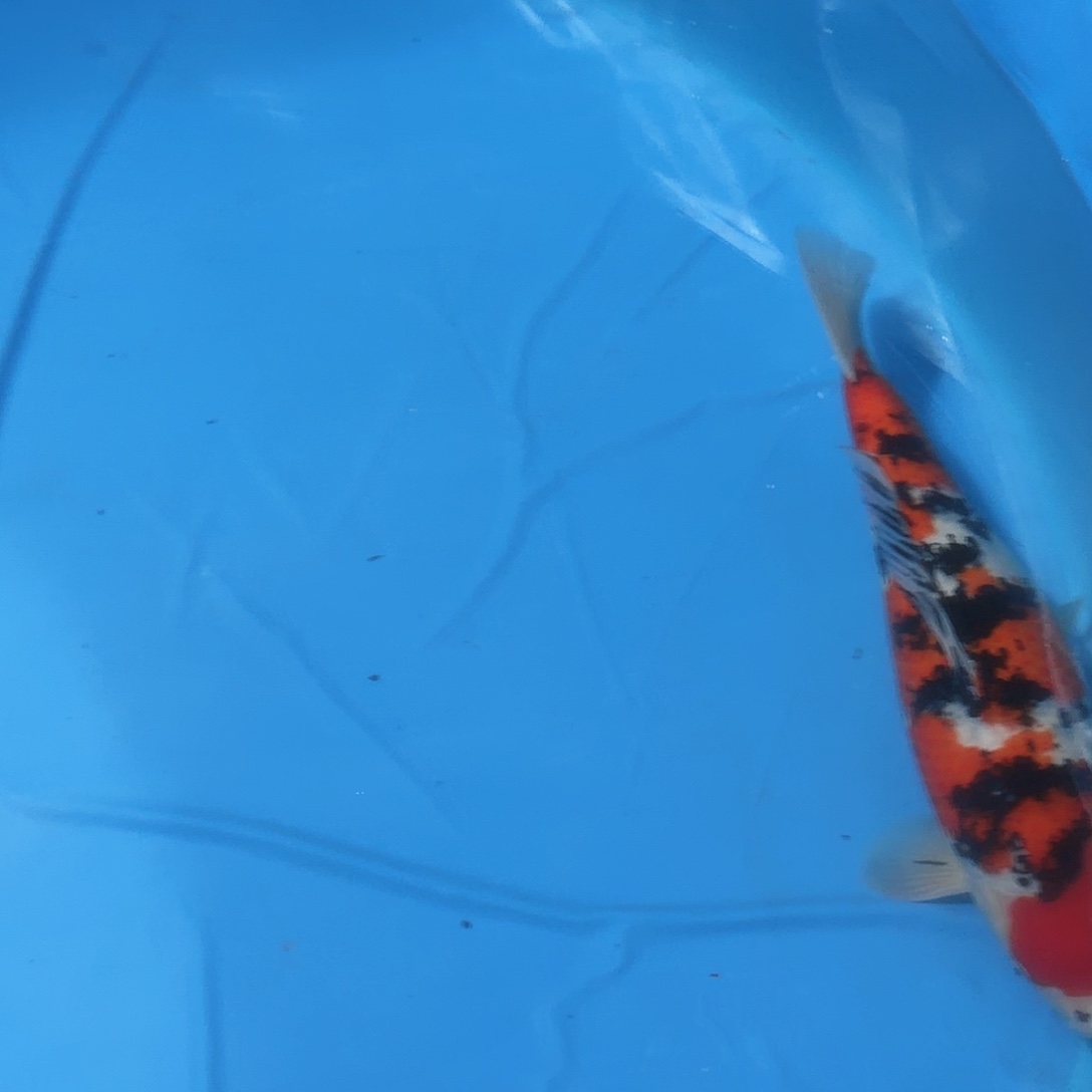 锦鲤大正专拍链接