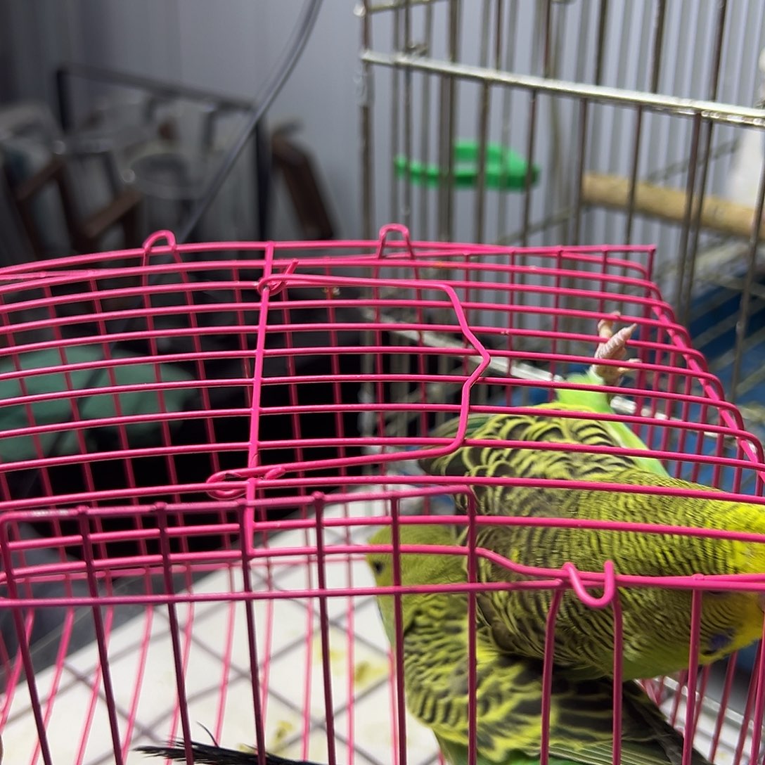 虎皮鹦鹉啊啊啊大头