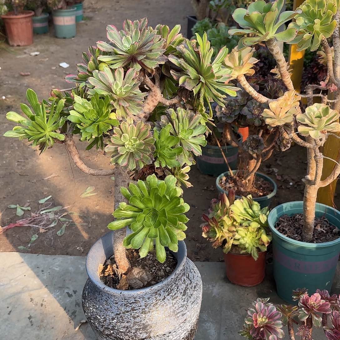 红陶哈哈哈哈哈哈哈哈哈哈哈哈