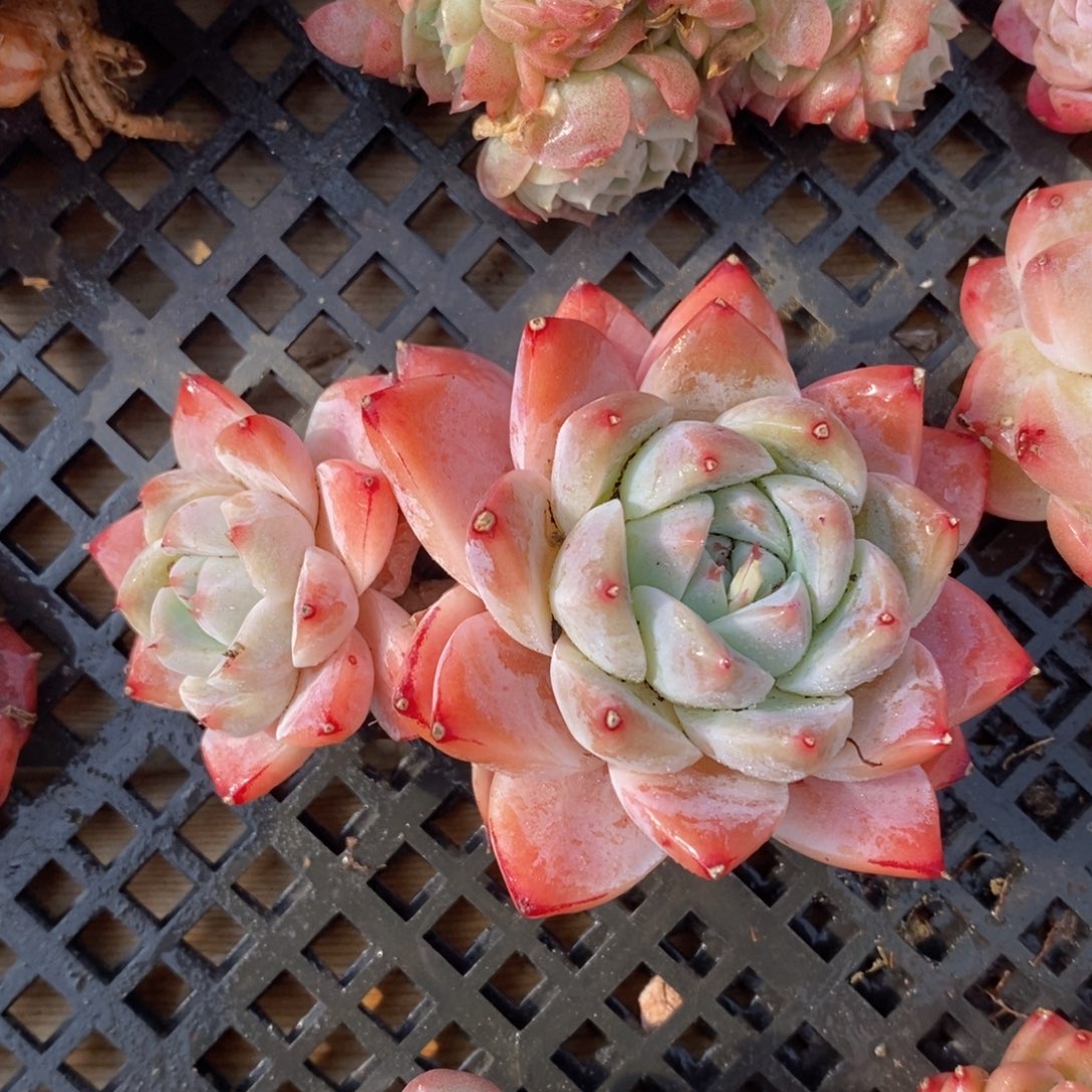 一物一拍精品多肉满38包邮_开播福利冲冲冲