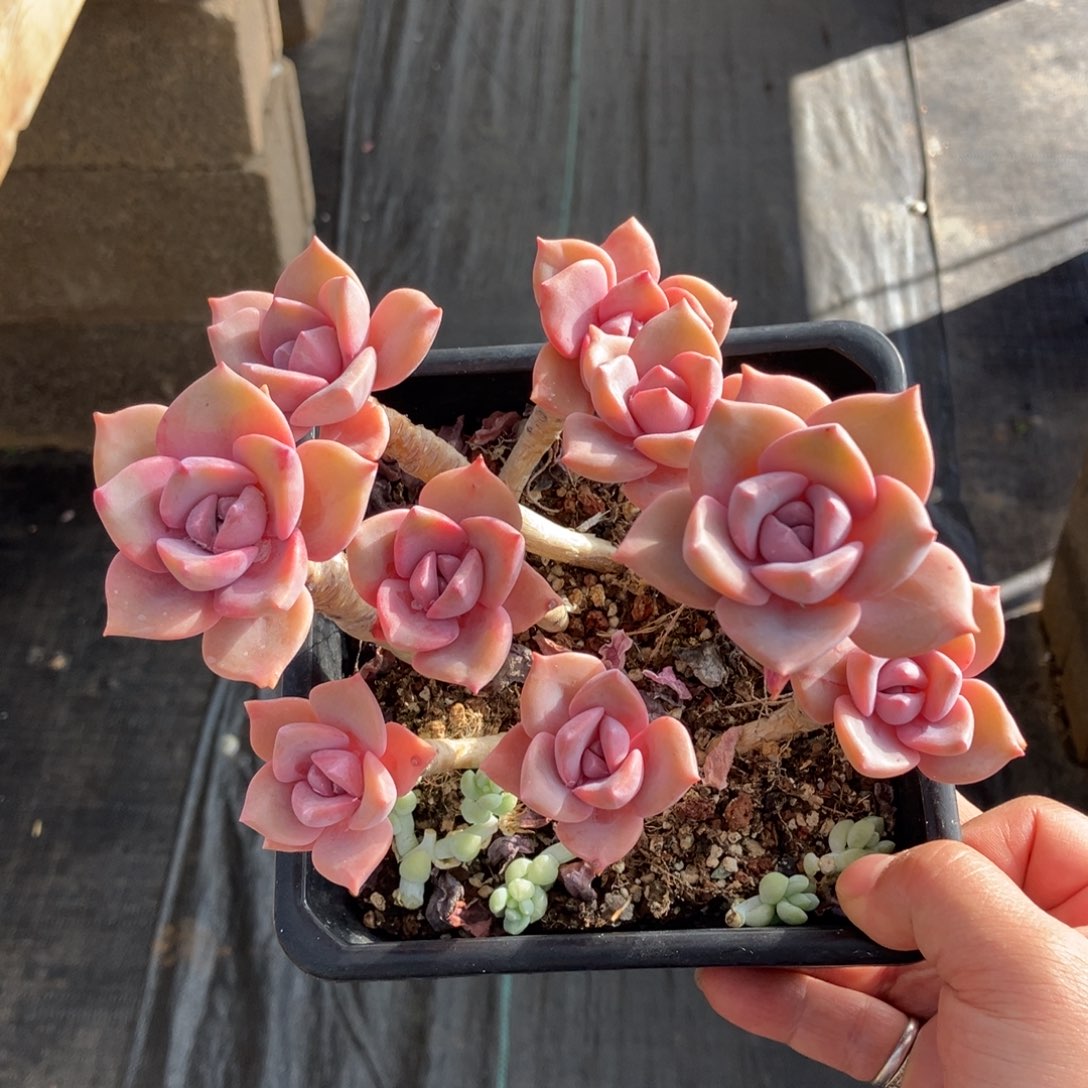 彩虹糖 一物一拍不支持退换