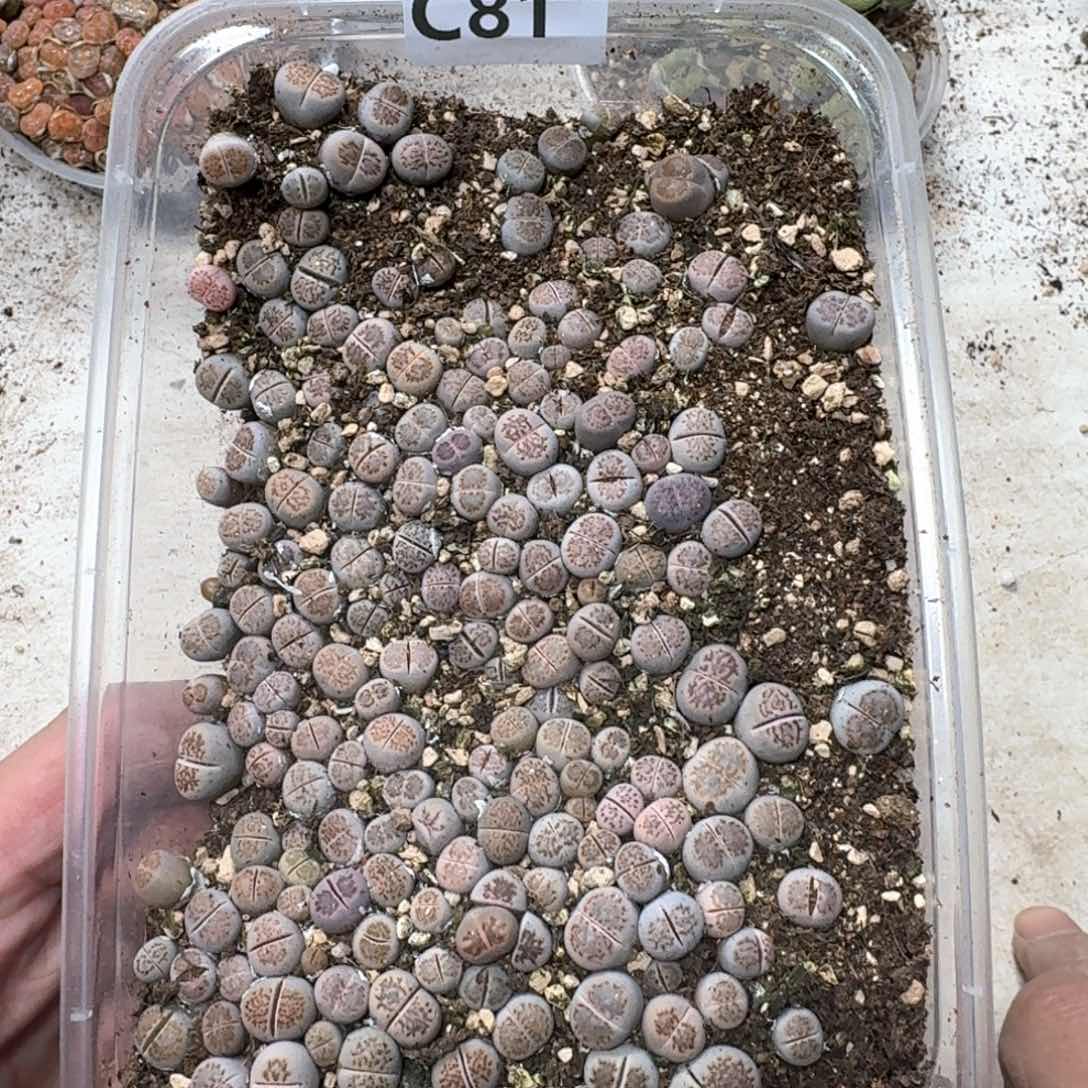 C81 小菊一大盒。