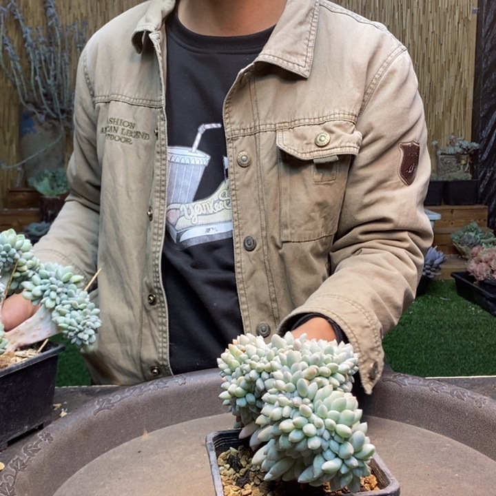 以***北254号奶糖多肉植物