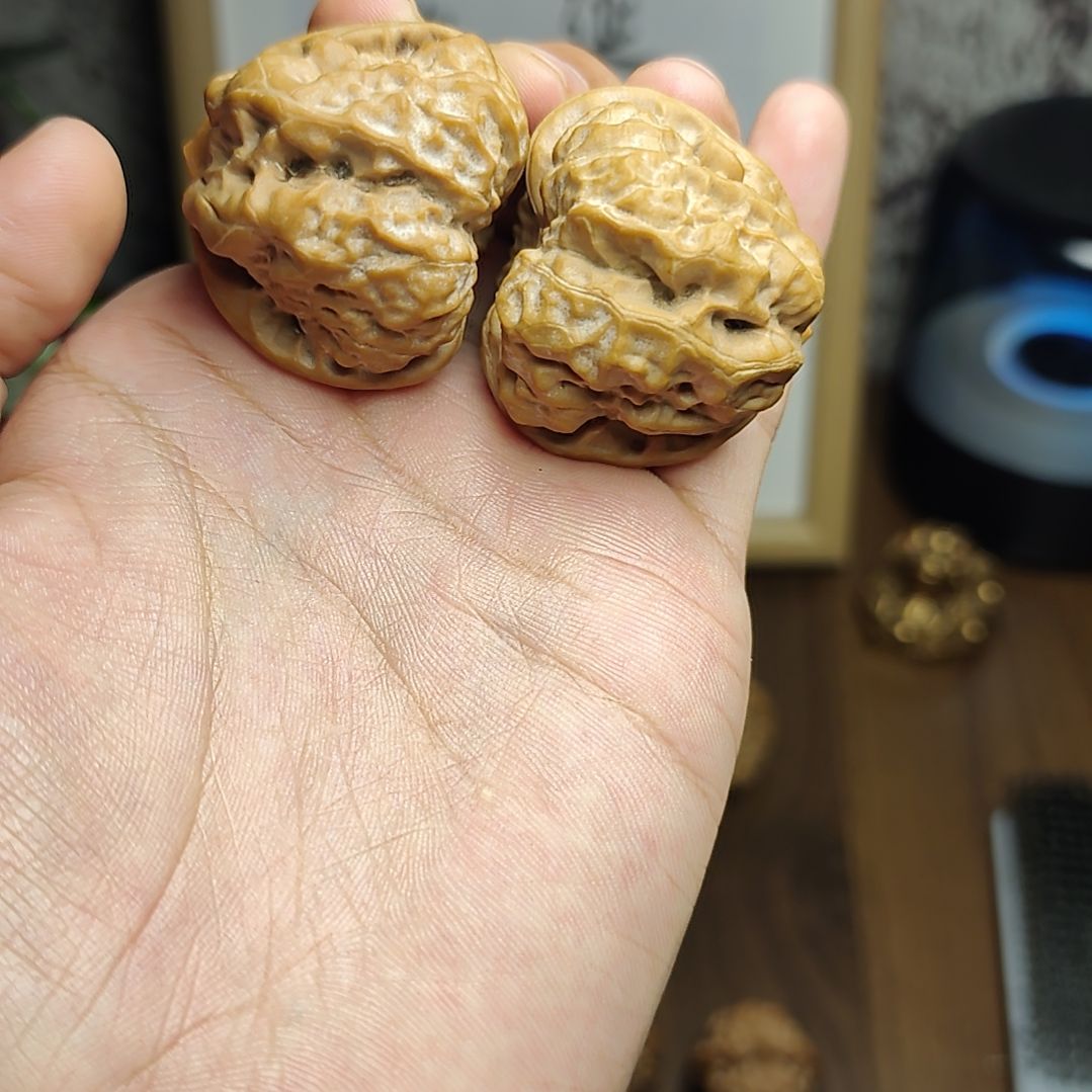 41×43红皮蛤蟆头白茶