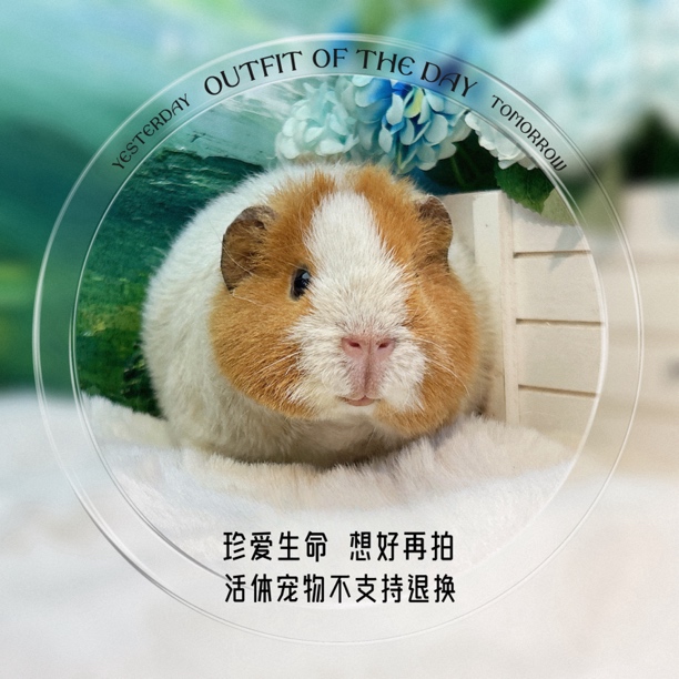 精品 美泰对称妹妹 荷兰猪 豚鼠包邮包风险