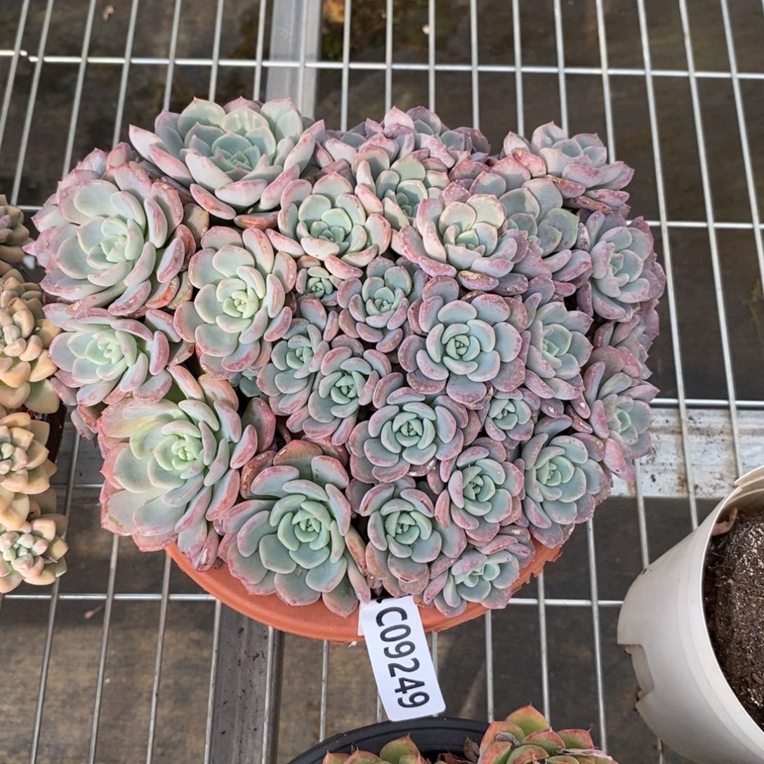 9249千山雪一物一拍