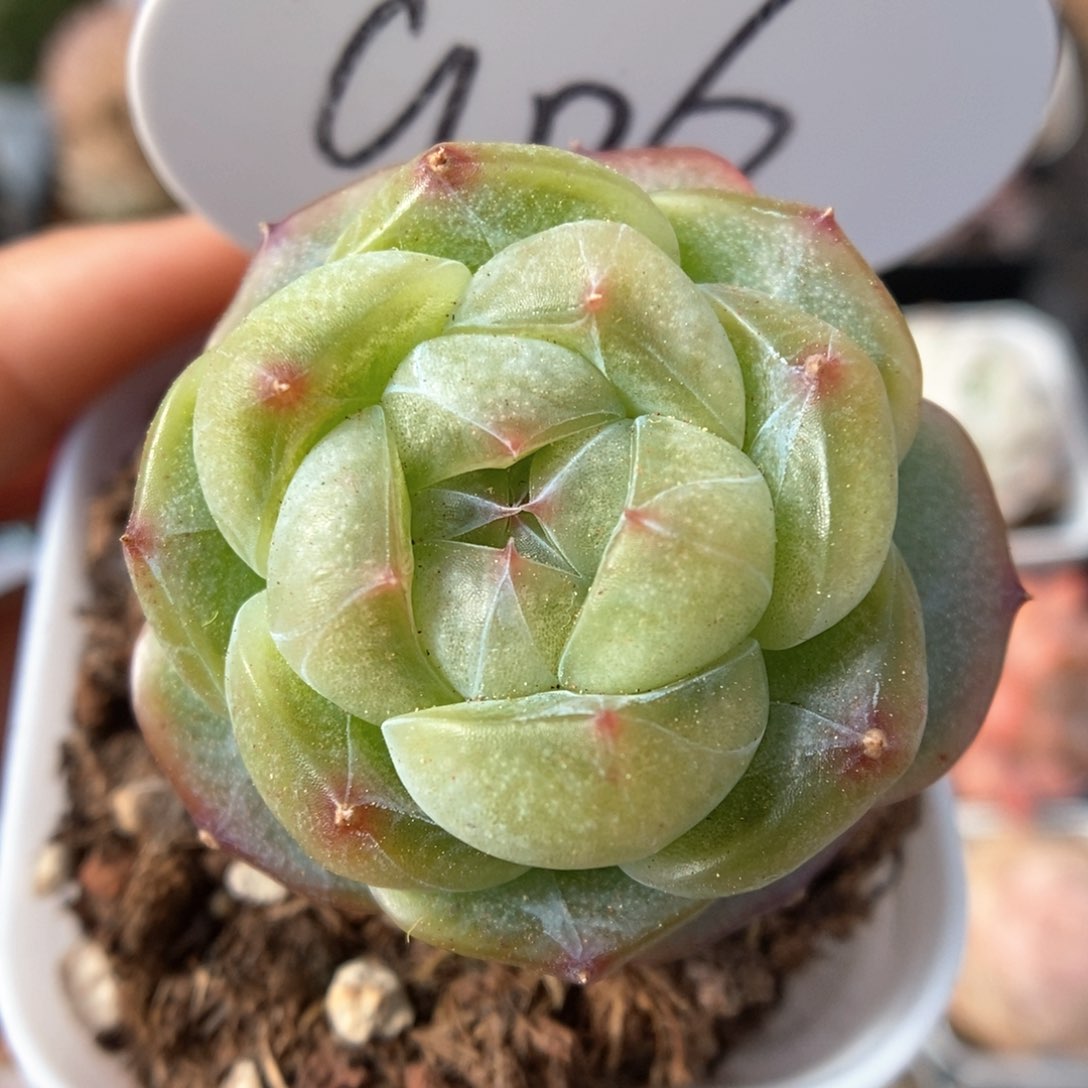 钻心珍妮可拍906号。    