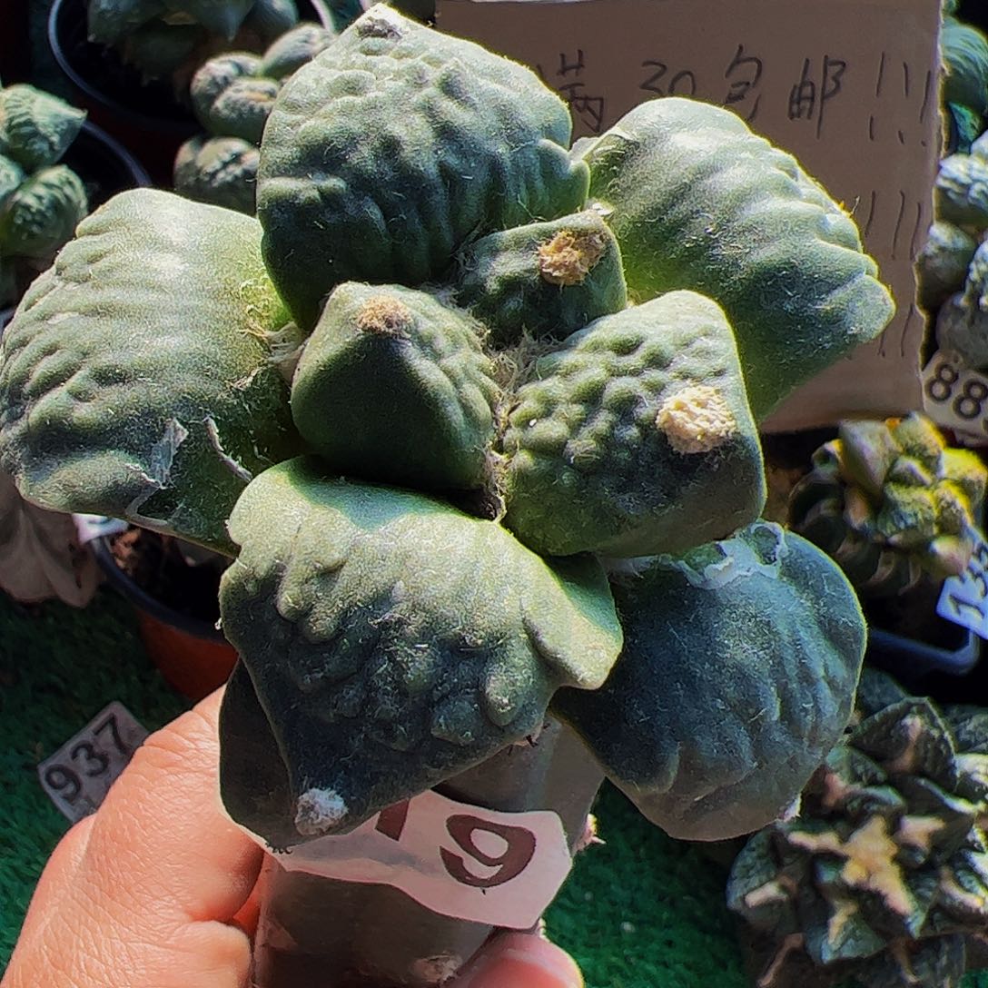 无花朵青瓷怒涛519