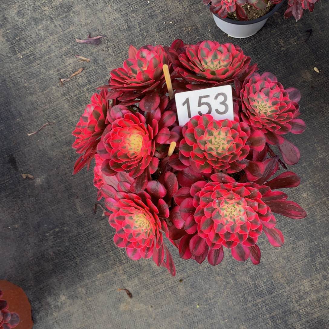 红同白153法师多肉