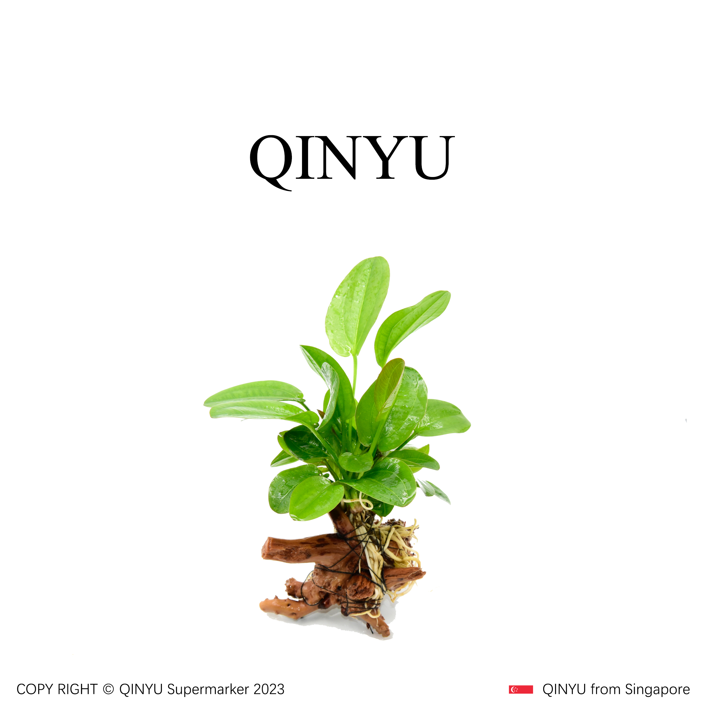 【沉木专场】真沉木苹果象耳  无需底沙种植入缸成景