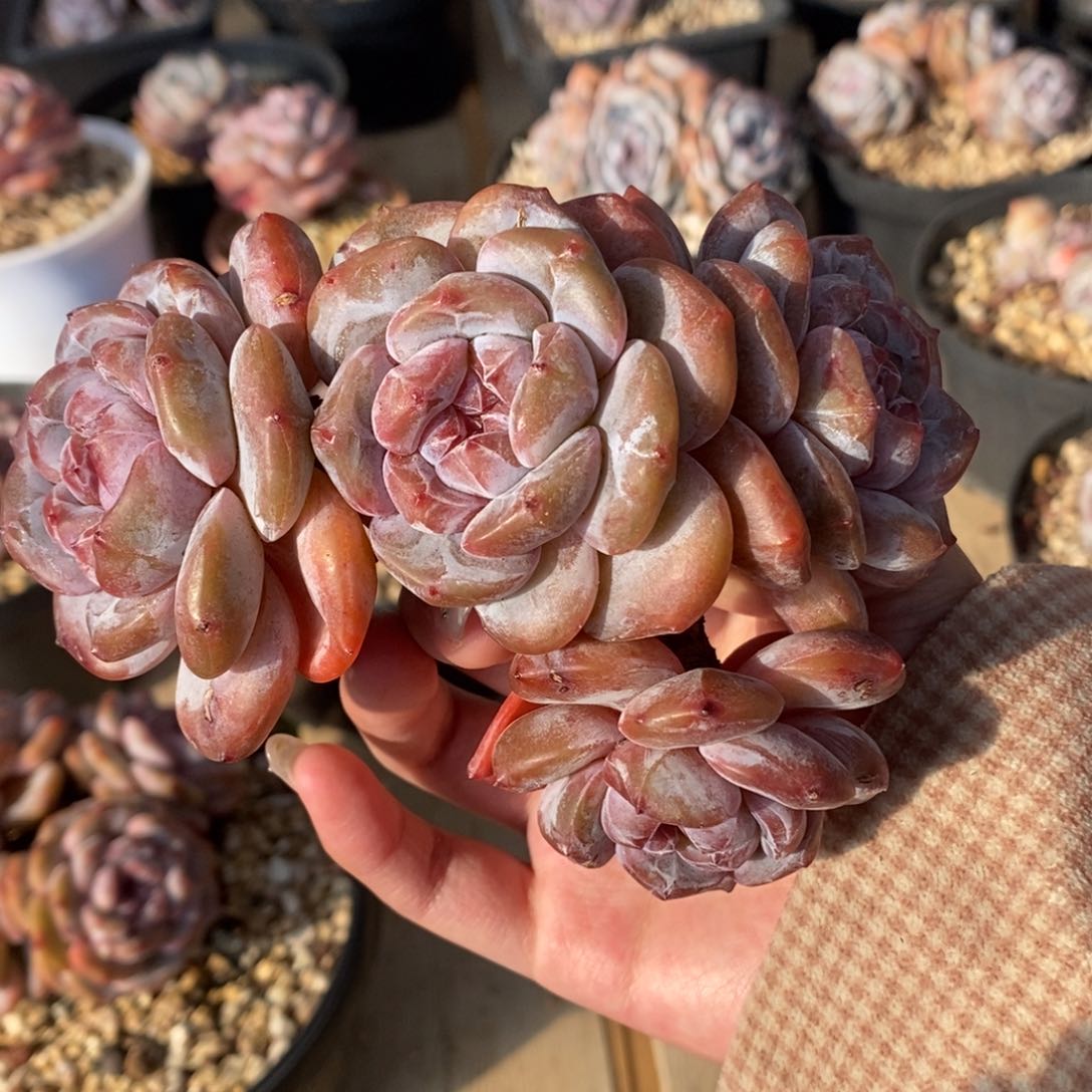 四头绿底紫心短圆肥