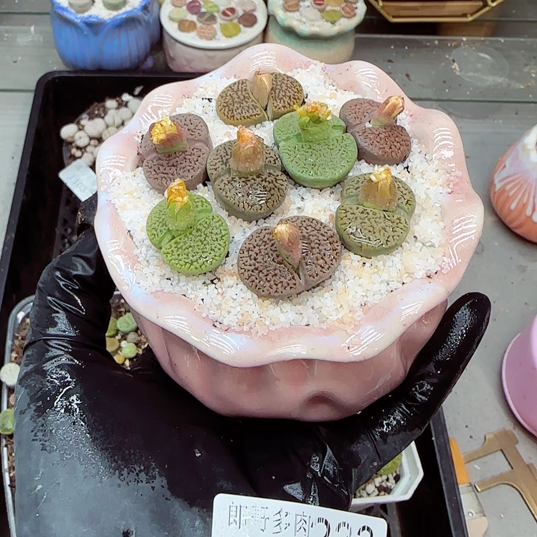 生石花满18包邮1103-233