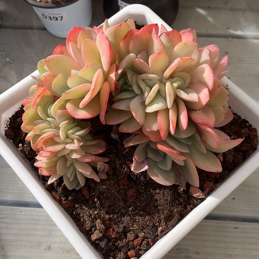 406布鲁蓝缀一颗17厘米