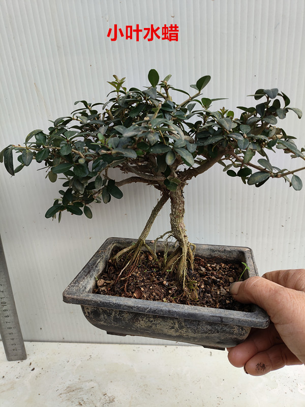 水蜡盆景四季常青绿植老桩怪桩熟桩实物客厅阳台带盆发货