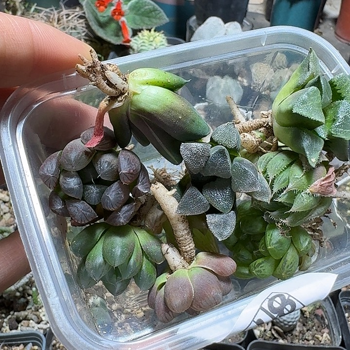 月***颖872一套玉露脱土发货