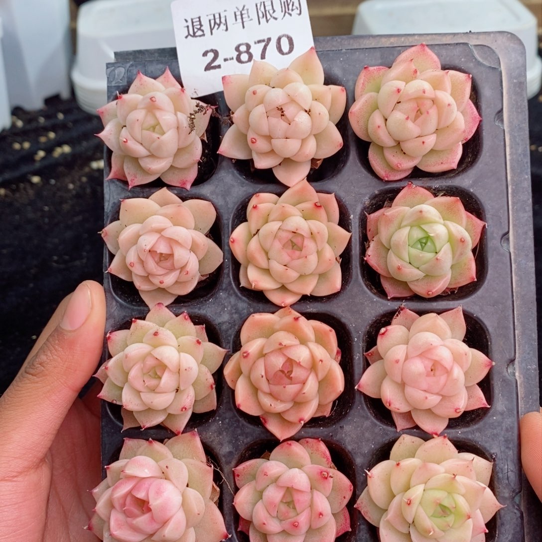 2-870 新疆西藏内蒙不发其他一单包邮两到三公分多肉