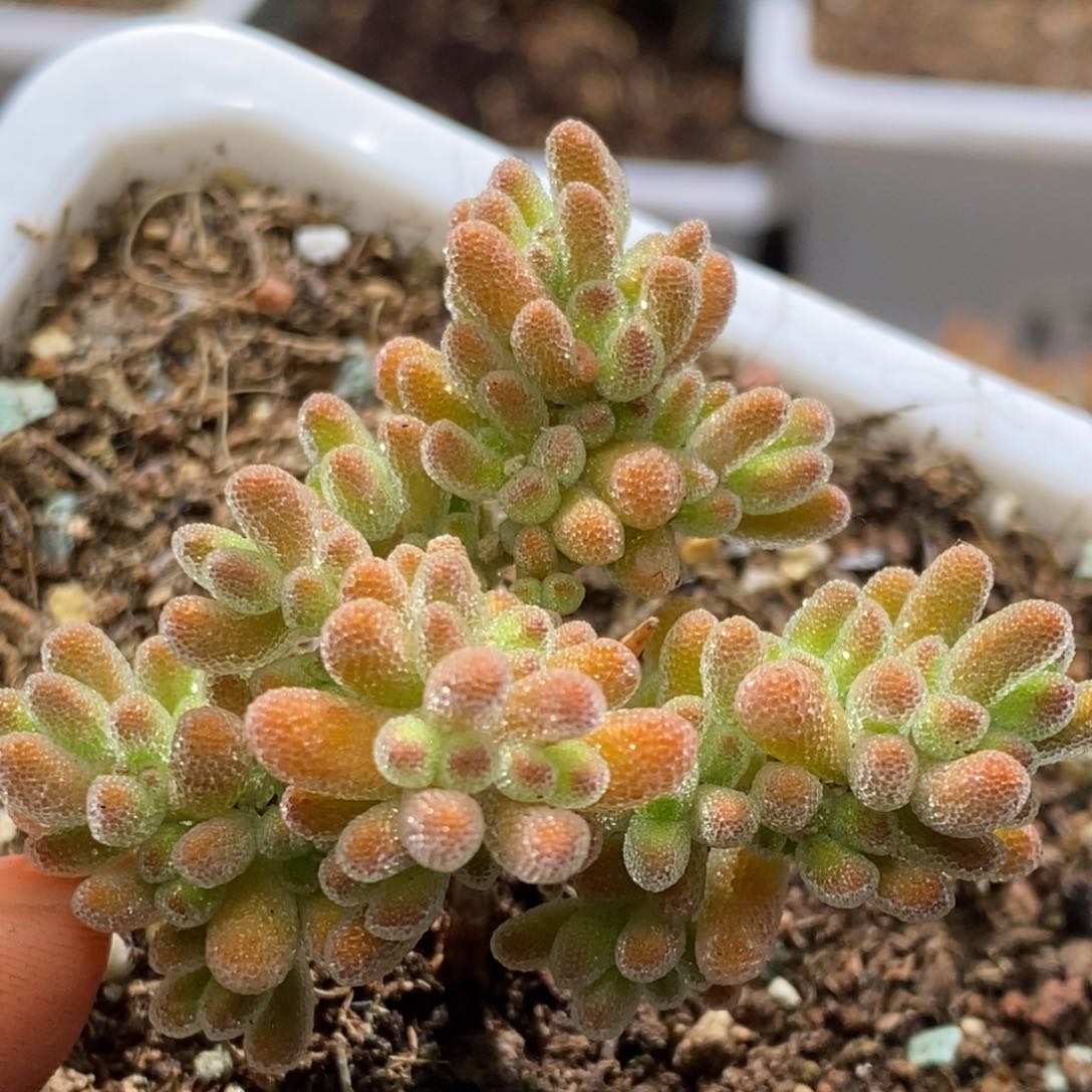 冰晶杂枝干番杏A641