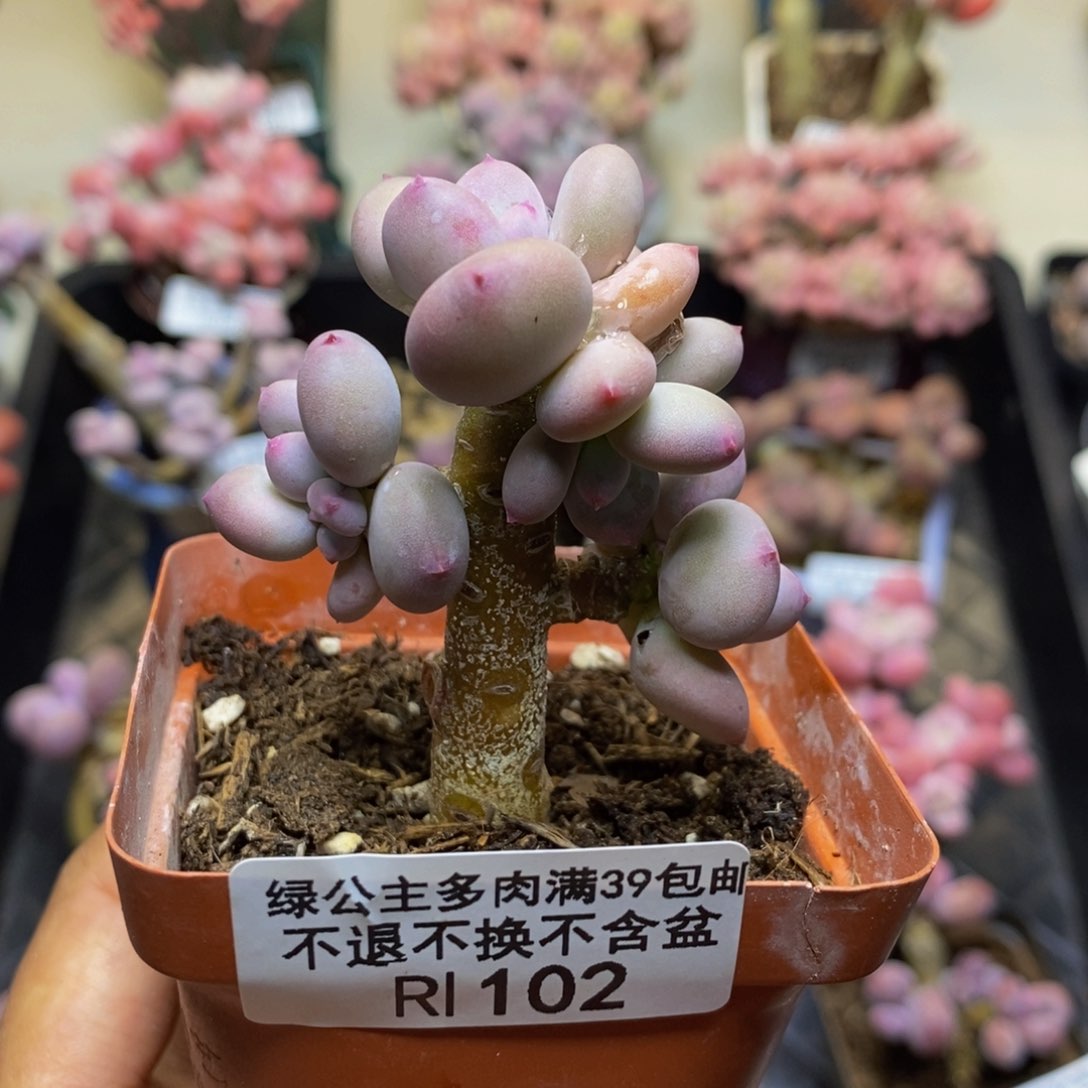 102苹果奶四代多肉3c m