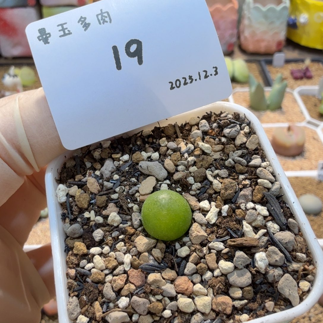 多肉多肉多肉12.3-019