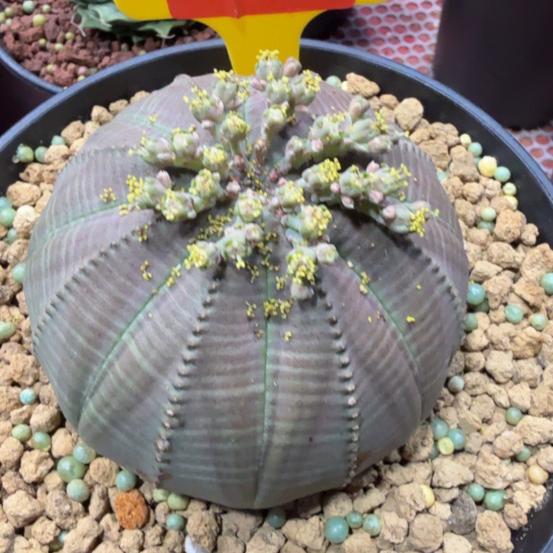 এ***࿐仙人球一物一拍链接