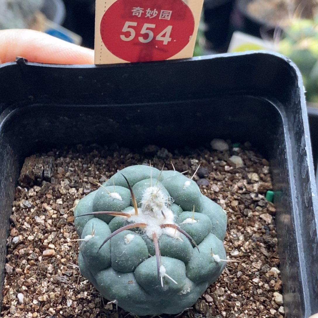 自根象牙一颗仙人球