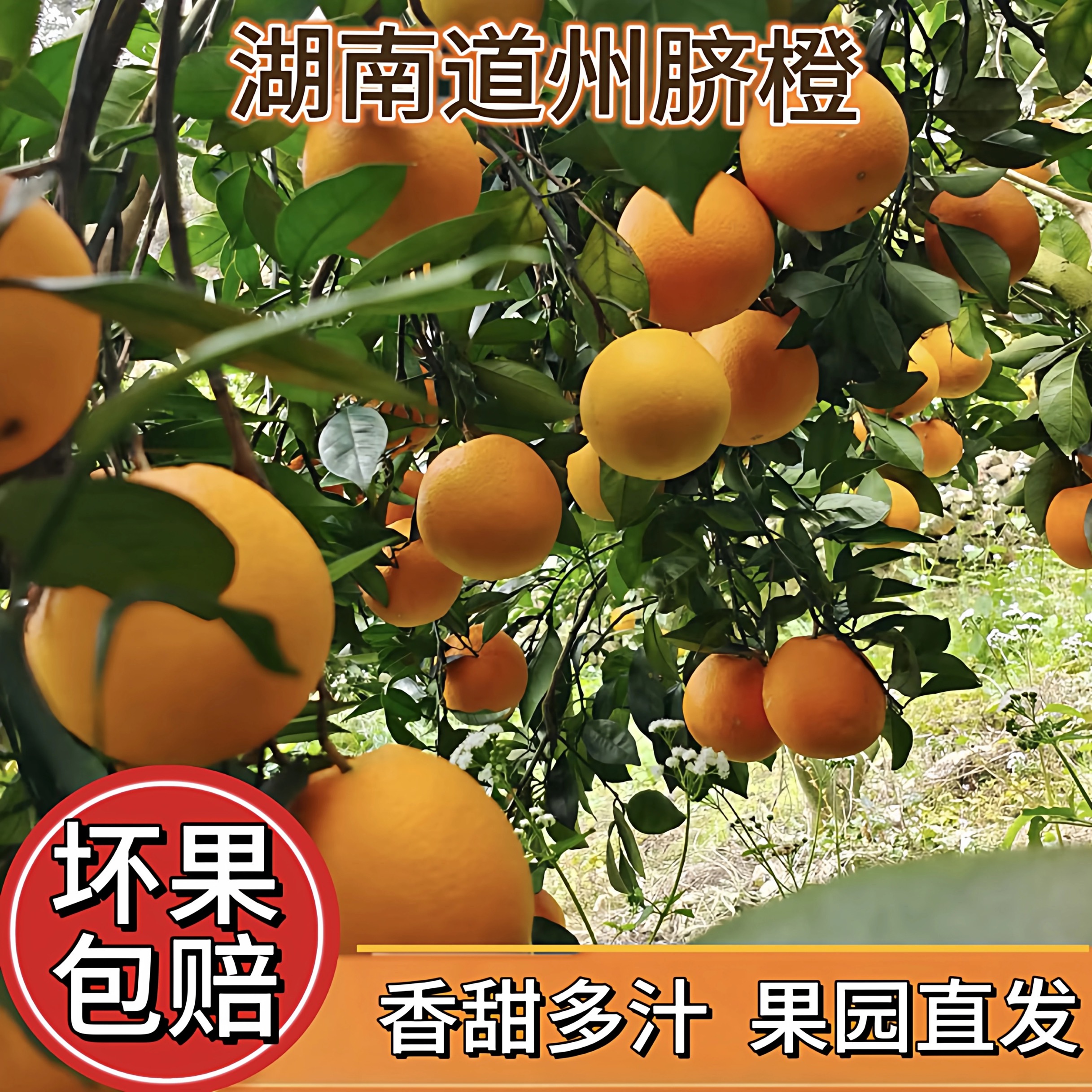 G《助农优选》道州脐橙新鲜现摘皮薄肉厚多汁纯甜应季水果永州味