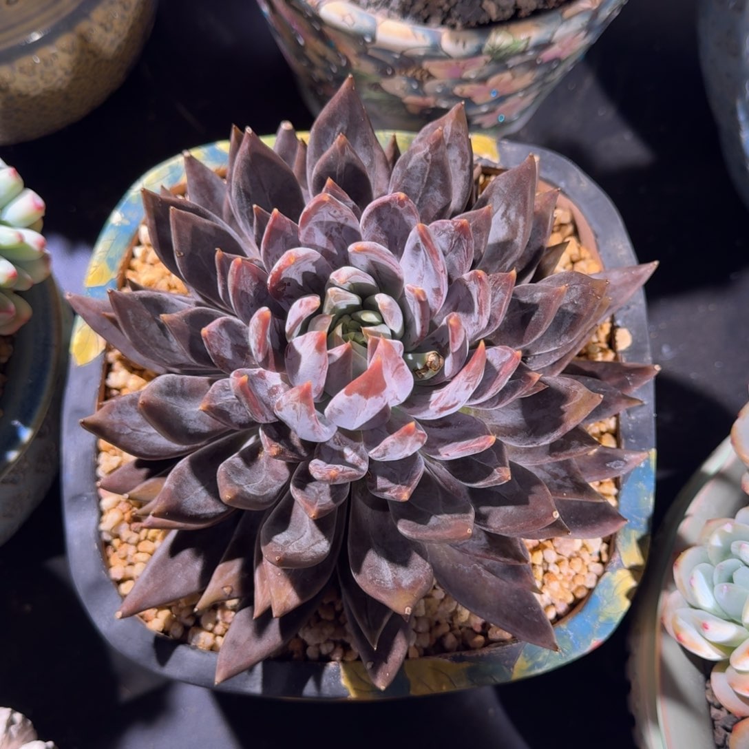 战神 单头 23cm 一物一拍