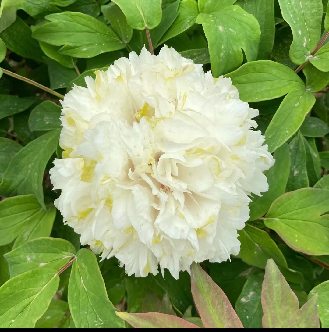 牡丹（绿幕隐玉 ）菏泽基地直发包对版耐寒花卉先发花肥秋天发苗