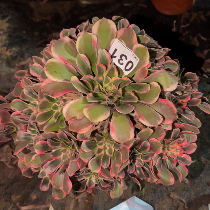031花样年华多肉植物不售后