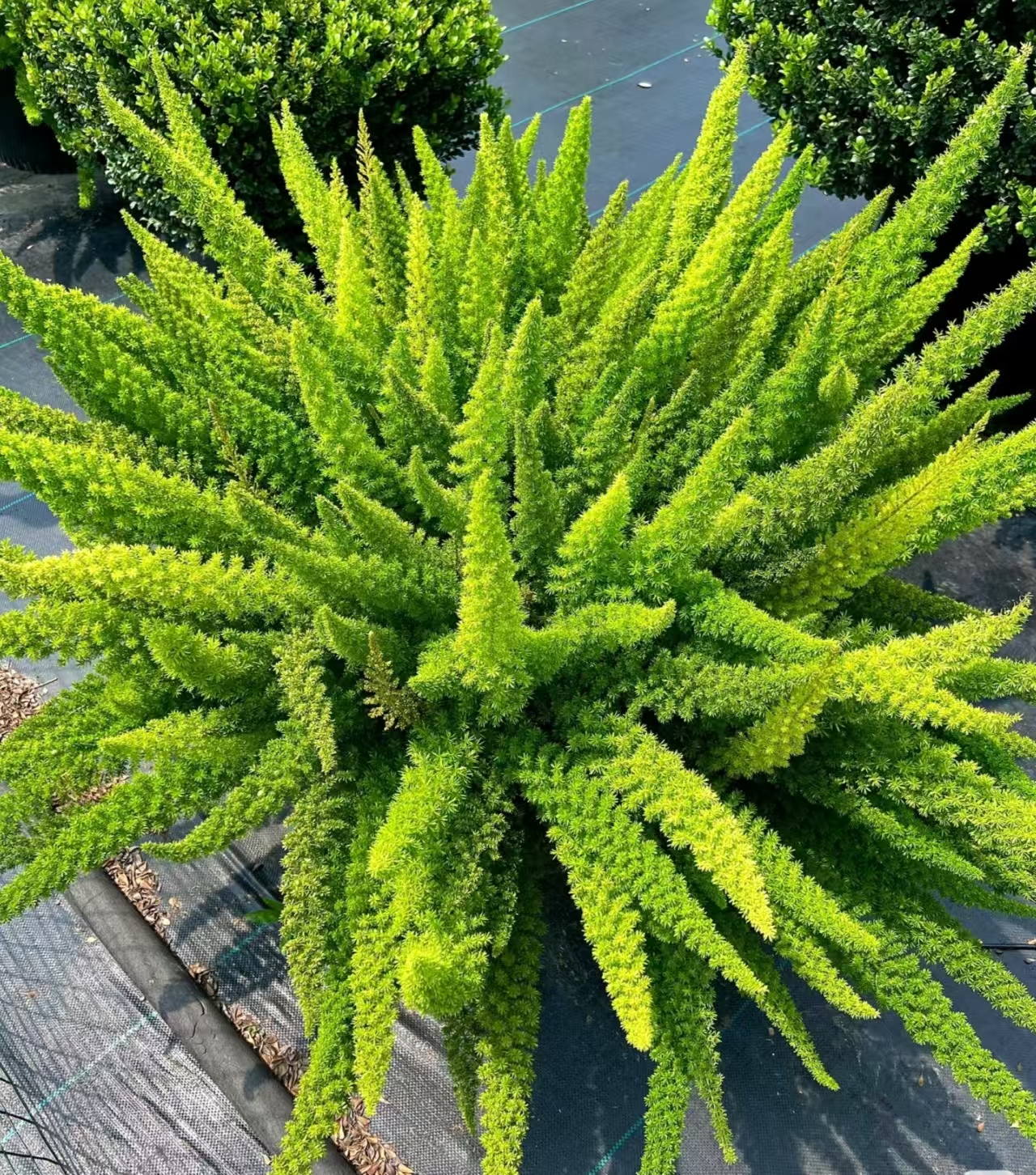 【狐尾天门冬】原盆原土庭院花园 耐热耐寒 高档常青易养活绿叶植物