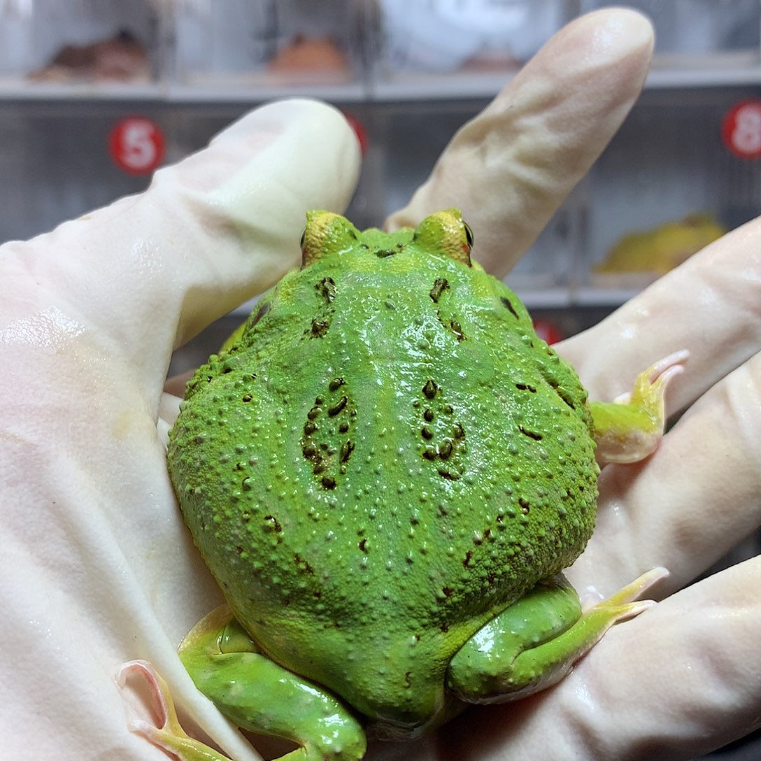 角蛙3893 超级宇宙