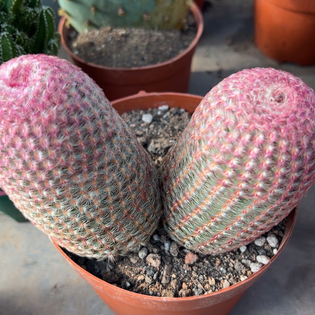 向****零零落落 零零落落