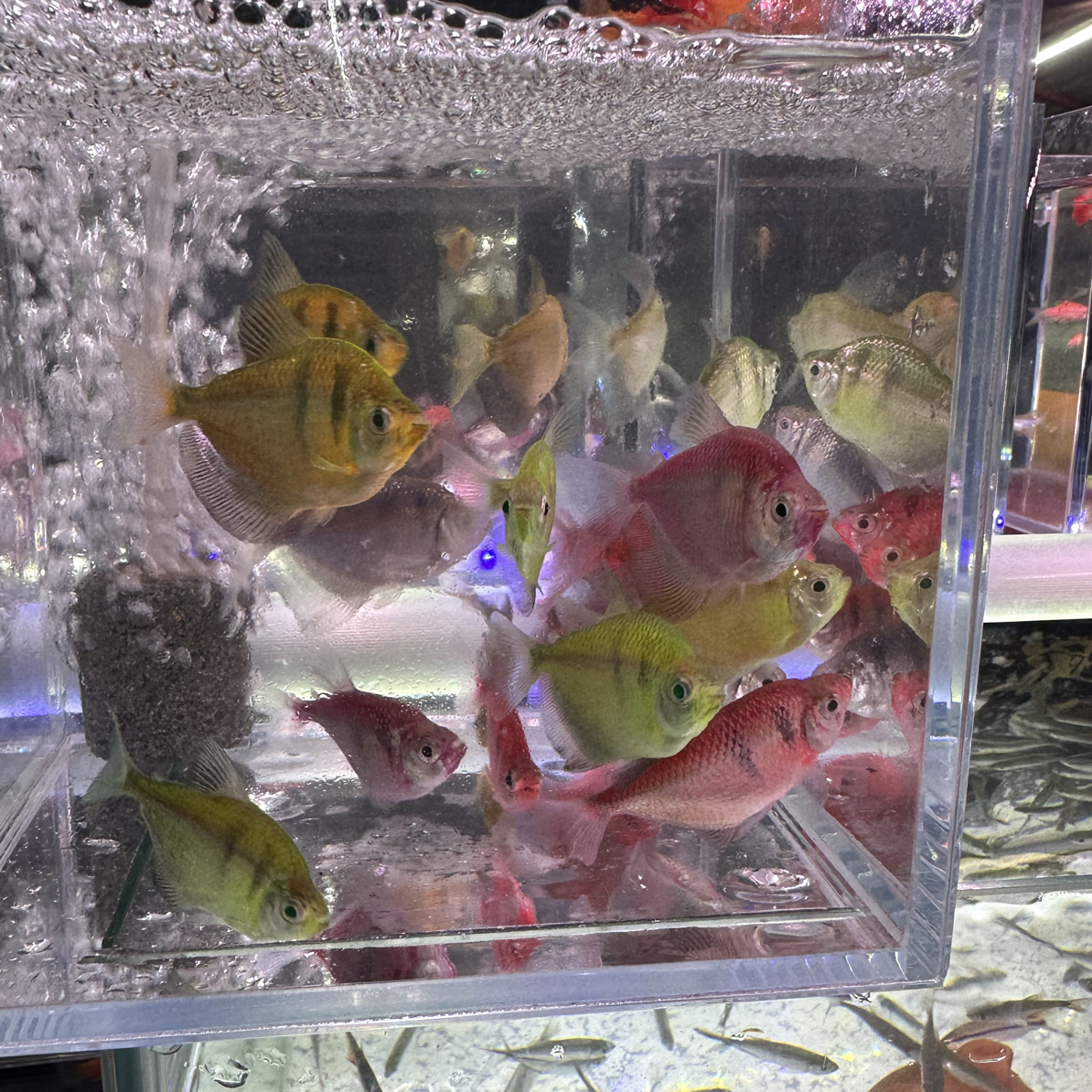 虎皮天使鱼小型热带淡水观赏鱼群游不褪色好养易活新手入门