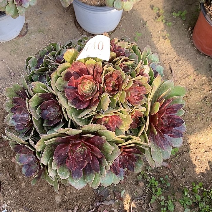 740红丝绒多肉不周正