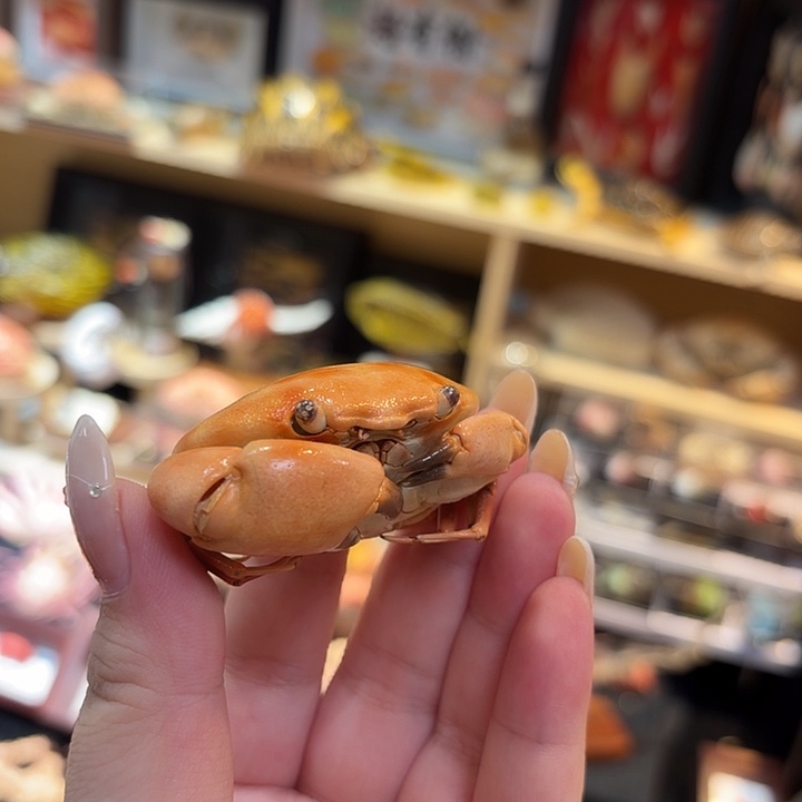 真实小可爱蟹标本