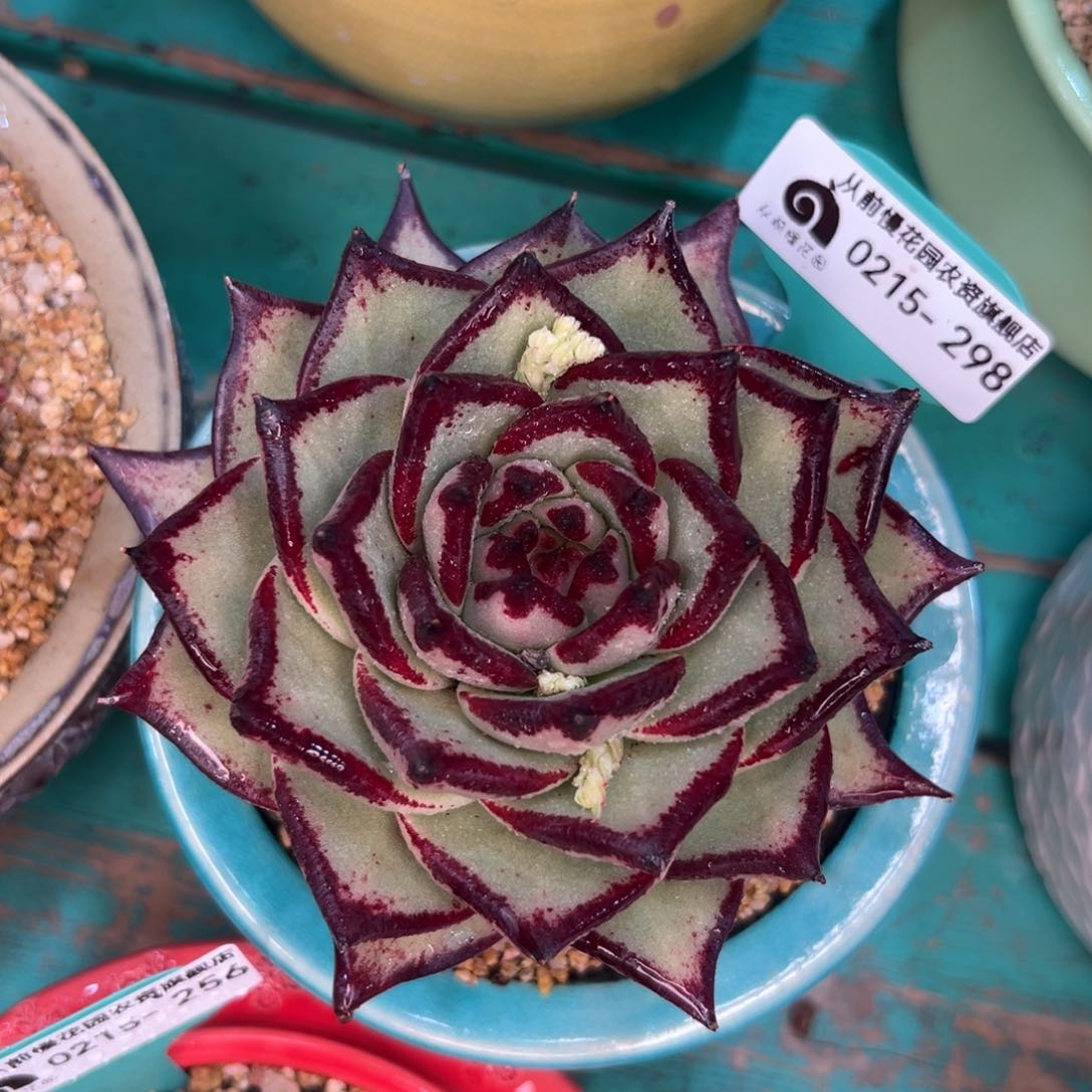 多肉一物一拍0215-298