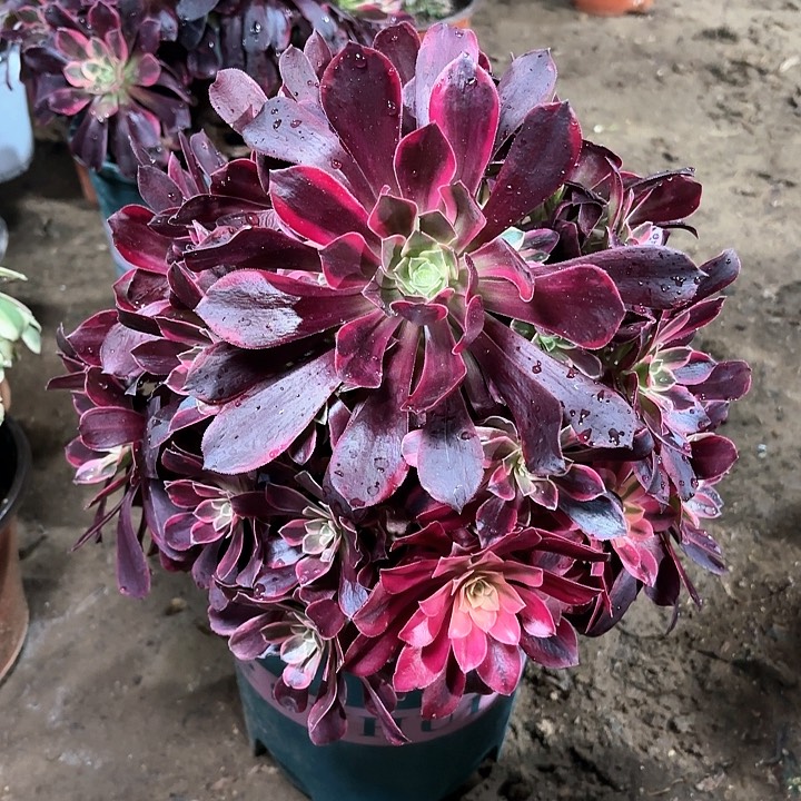 多肉植物金丝雀54